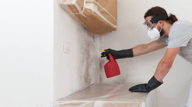 Basement Mold Remediation treatment on basement walls in Rochelle Park